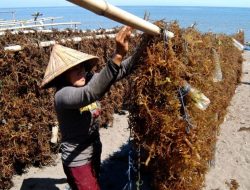 Sempat Bergulat dengan Buaya, Pekerja Rumput Laut di Nunukan Berhasil Diselamatkan Warga