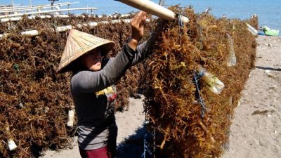 Sempat Bergulat dengan Buaya, Pekerja Rumput Laut di Nunukan Berhasil Diselamatkan Warga